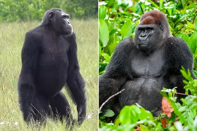 Обои на телефон: Удивительный портрет самой крупной гориллы 2024 года