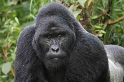 Рисунок: Великолепная горилла в формате Full HD