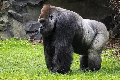Арт: Эпические моменты с самой большой гориллой в мире