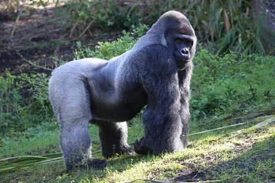 Фотк: Захватывающие моменты жизни гигантской гориллы