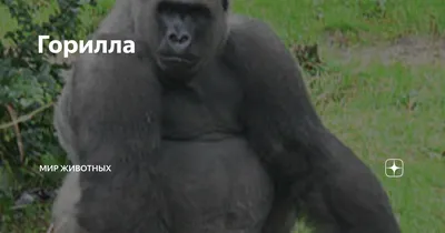 Картинка: Уникальные снимки гориллы в хорошем качестве