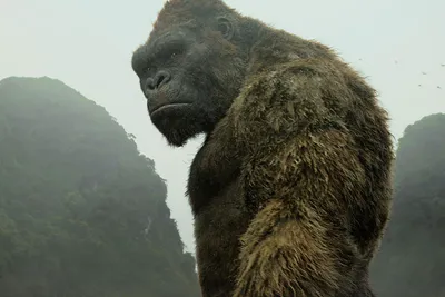 Изображения: Загадочные моменты из жизни самой большой гориллы