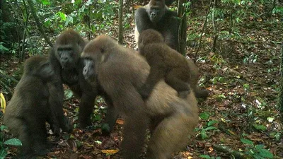 Бесплатно: Скачайте фотографии гориллы бесплатно
