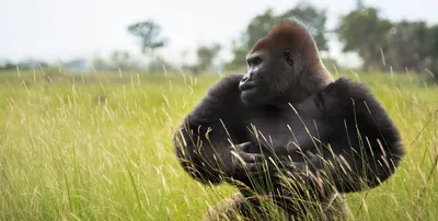 JPG: Очаровательные изображения гориллы в формате JPG