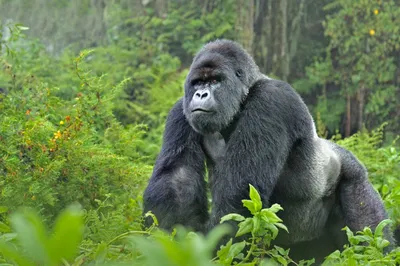 Узнай больше: Фотографии и факты о самой большой горилле