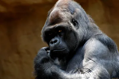 Фотография гориллы во всей ее красе: мощь и грация.