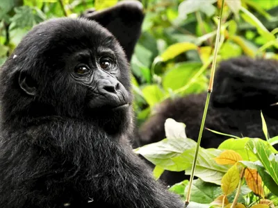 Фон с гориллой: потрясающая атмосфера дикой природы.