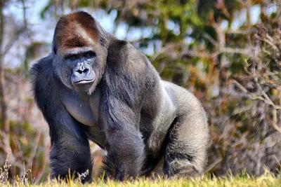 Скачать бесплатно фото на Windows: горилла в дикой среде.