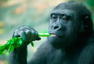 Гигантский хранитель джунглей: встречайте самую большую гориллу в мире!