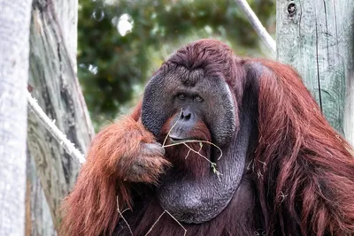 Самая большая обезьяна в мире: Удивительные фото истории