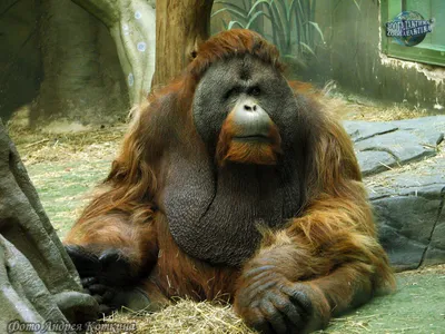 Фотографии гигантской обезьяны: Скачивайте в HD и 4K форматах