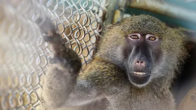 Великолепие в дикой природе: фотосессия с самой крупной обезьяной мира.