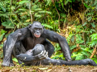 Огромный обитатель леса: фотопутешествие в мир самой массивной обезьяны.