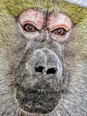 Тайны джунглей: насладитесь фотографиями самой массивной обезьяны.