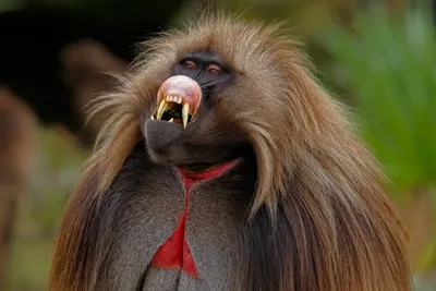 Фото самой большой обезьяны в мире в HD качестве