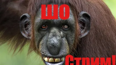 Фото гориллы в Full HD качестве на ваш телефон