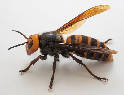 Самая большая пчела в мире фотографии