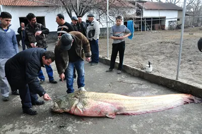 Величественная рыба на фото: запись рекорда