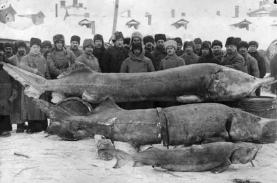 Впечатляющая фотография самой крупной речной рыбы