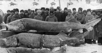 Удивительные кадры крупнейшей речной рыбы
