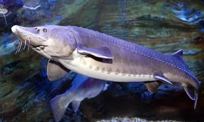 Уникальные кадры самой могущественной речной рыбы