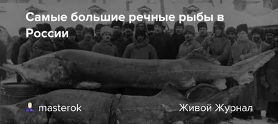 Большая рыба на захватывающих фотографиях