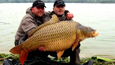 Фото огромной рыбы, пленяющей своими размерами