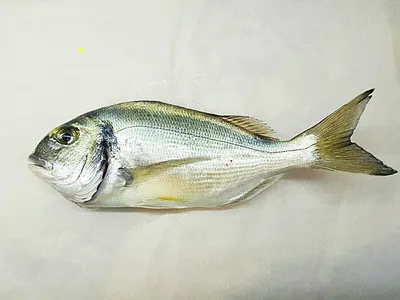 Уникальные кадры величественной речной рыбы