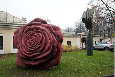 Изображение самой большой розы в мире
