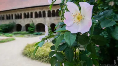 Фотография розы высочайшего качества