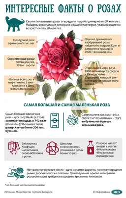 Картинка гигантской розы на странице