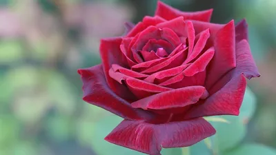 Большое изображение самой потрясающей розы
