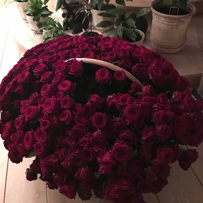 Уникальное изображение самой большой розы