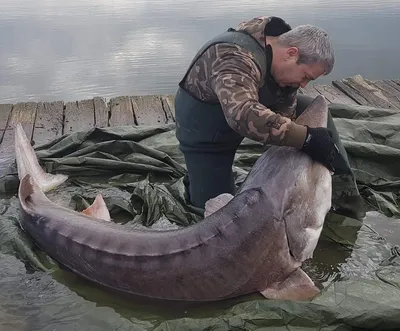 Фантастические бредовые изображения самой большой рыбы калуги в разных форматах