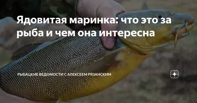 Стрекоза морская маринка: выберите свой идеальный размер