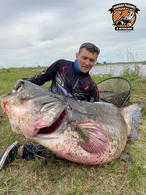 Фото самого большого экземпляра рыбы сом