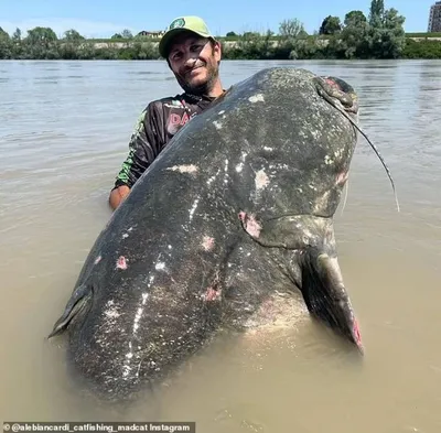 Уникальное изображение самой крупной рыбы сом