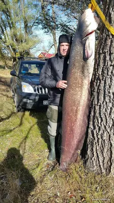 Удивительная рыба сом на вашем экране