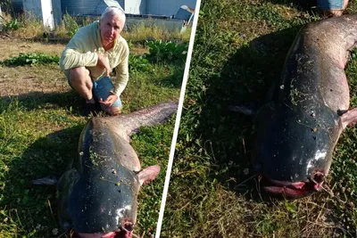 Фотография рыбы сома во всей ее красе