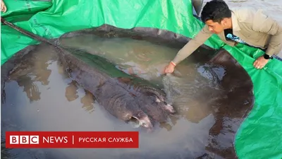 Фотка самой гигантской рыбы в прекрасном формате jpg - удивительно