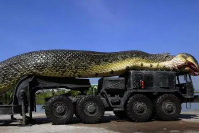 Самая большая змея в мире  фото