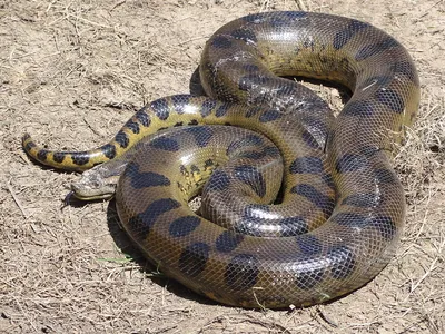 Изумительная картинка самой громадной змеи в доступных форматах