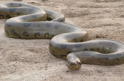 Впечатляющее изображение самой крупной змеи на планете