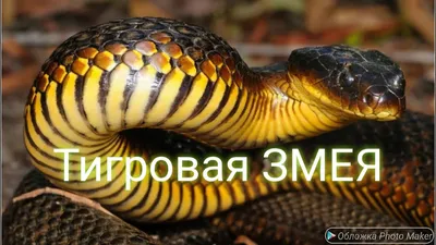 Фото самой длинной змеи в мире в webp формате - выбирать размер