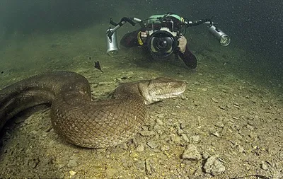 Фотка самой длинной змеи в мире - jpg или png с возможностью изменения размера