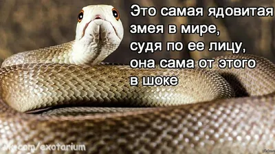 Очень детализированное изображение самой ядовитой змеи - доступны различные форматы