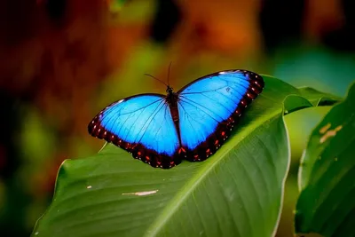 Удивительная красота на вашем экране: скачайте фото красивой бабочки