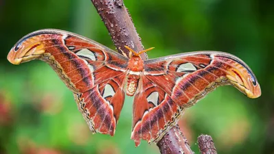 Ваш личный уголок природы: фото самой красивой бабочки в Мире