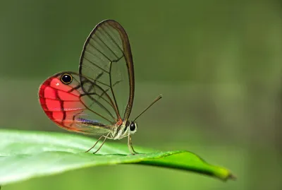 Погрузитесь в мир бабочек с помощью фото самой красивой