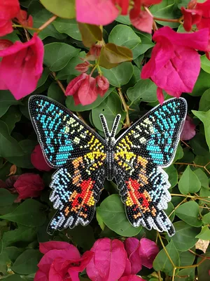 Фотография самой красивой бабочки: выберите формат и размер